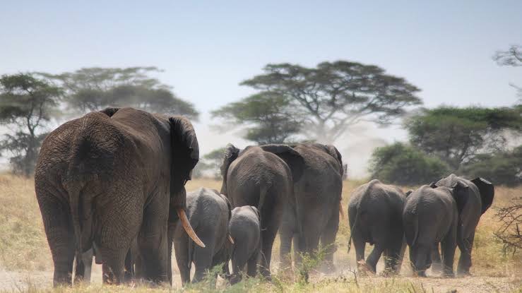 Sopai African Safaris