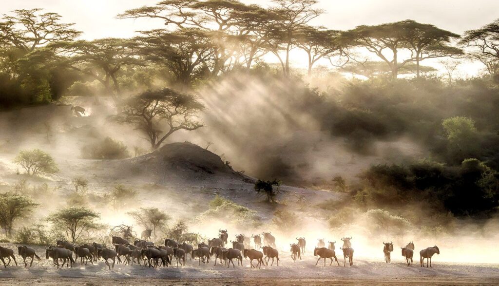 Serengeti Migration