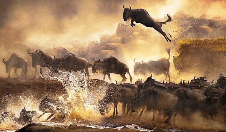 Sopai African Safaris