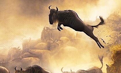 Sopai African Safaris