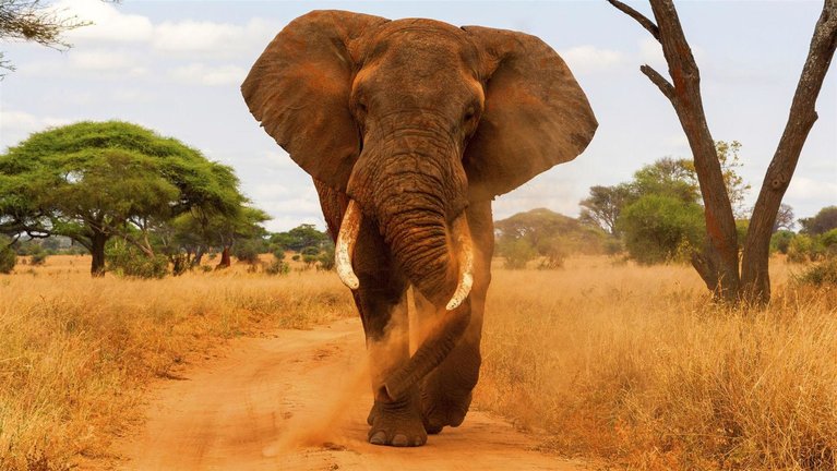 Sopai African Safaris