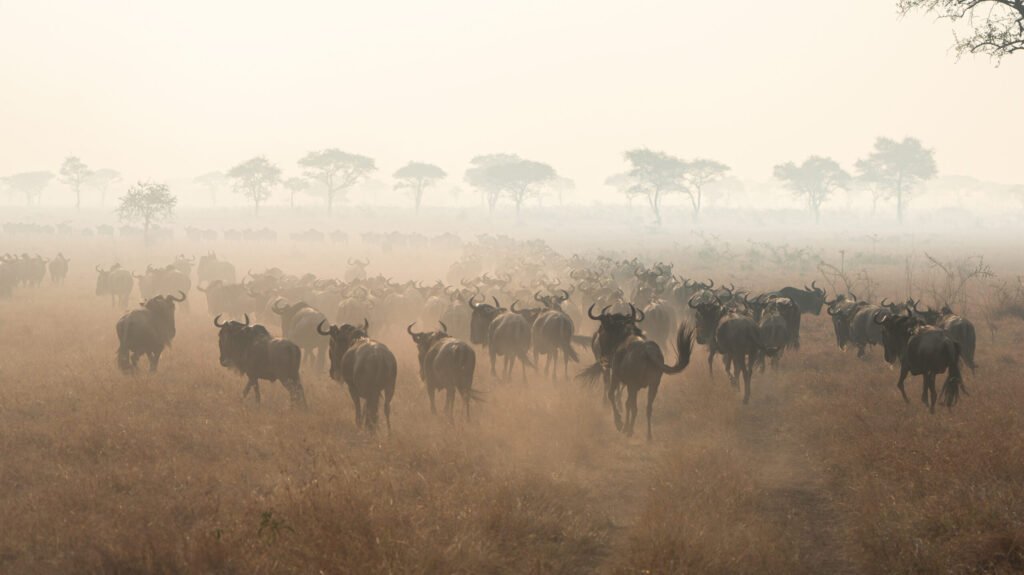 Migration-Safari-Tanzania