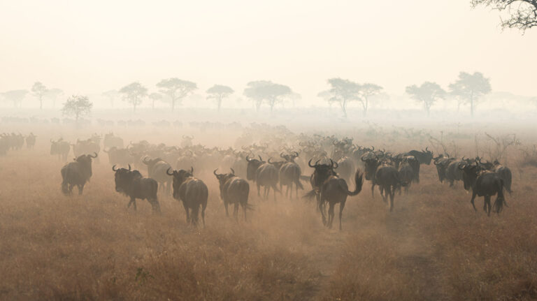 Migration-Safari-Tanzania