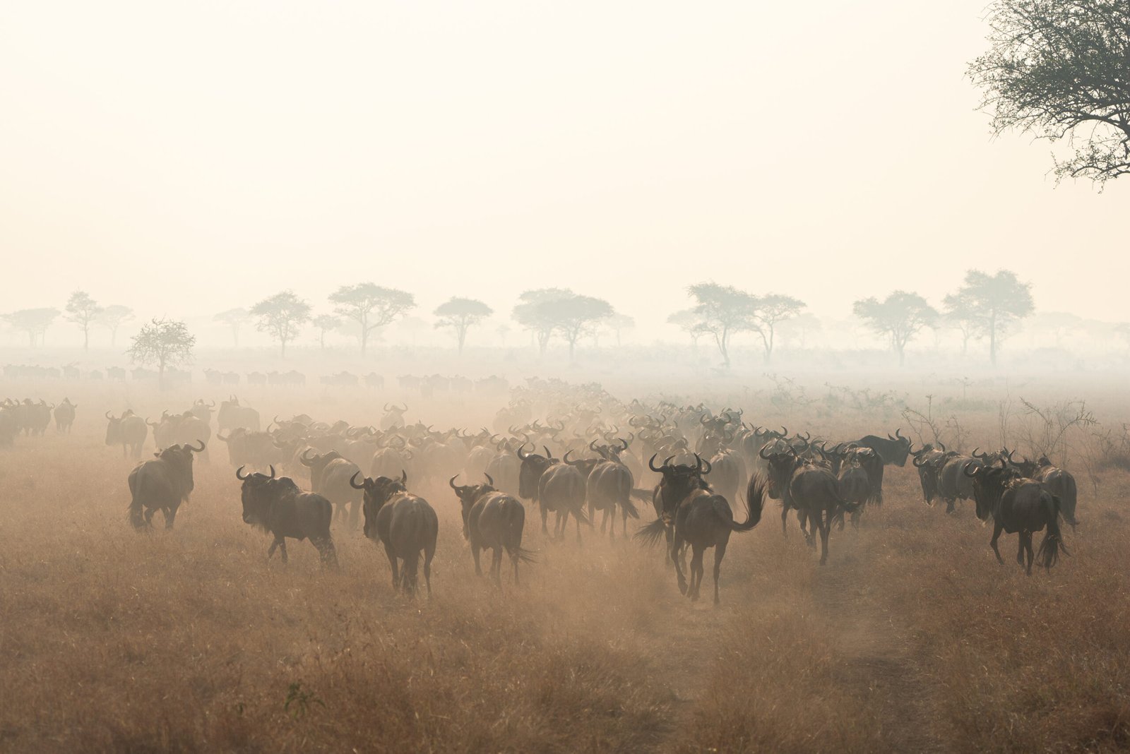 Migration-Safari-Tanzania
