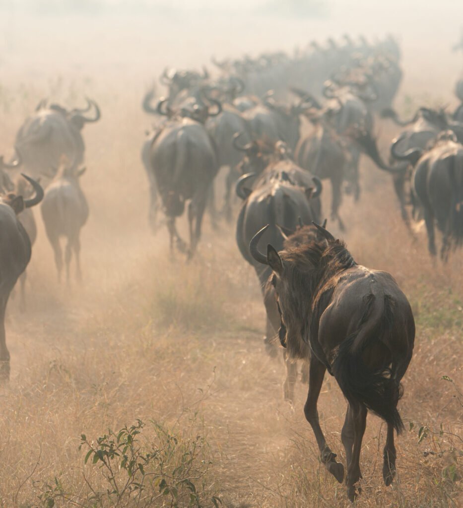 Sopai African Safaris