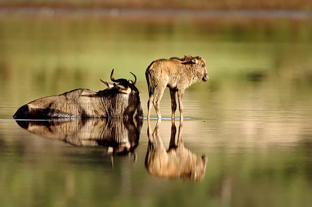 sopai-ndutu-calving-season