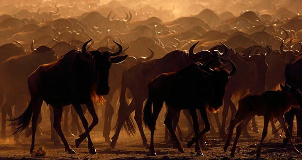 Sopai African Safaris