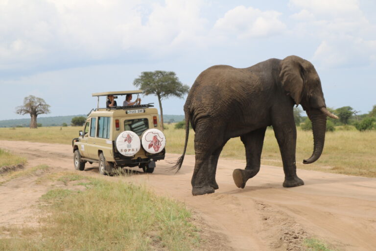 Sopai African Safaris
