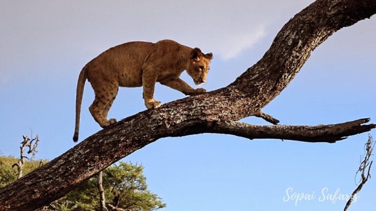Sopai African Safaris