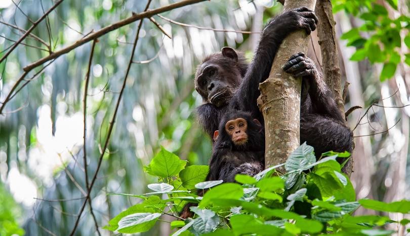 western-ciorcuit-gombe-national-park